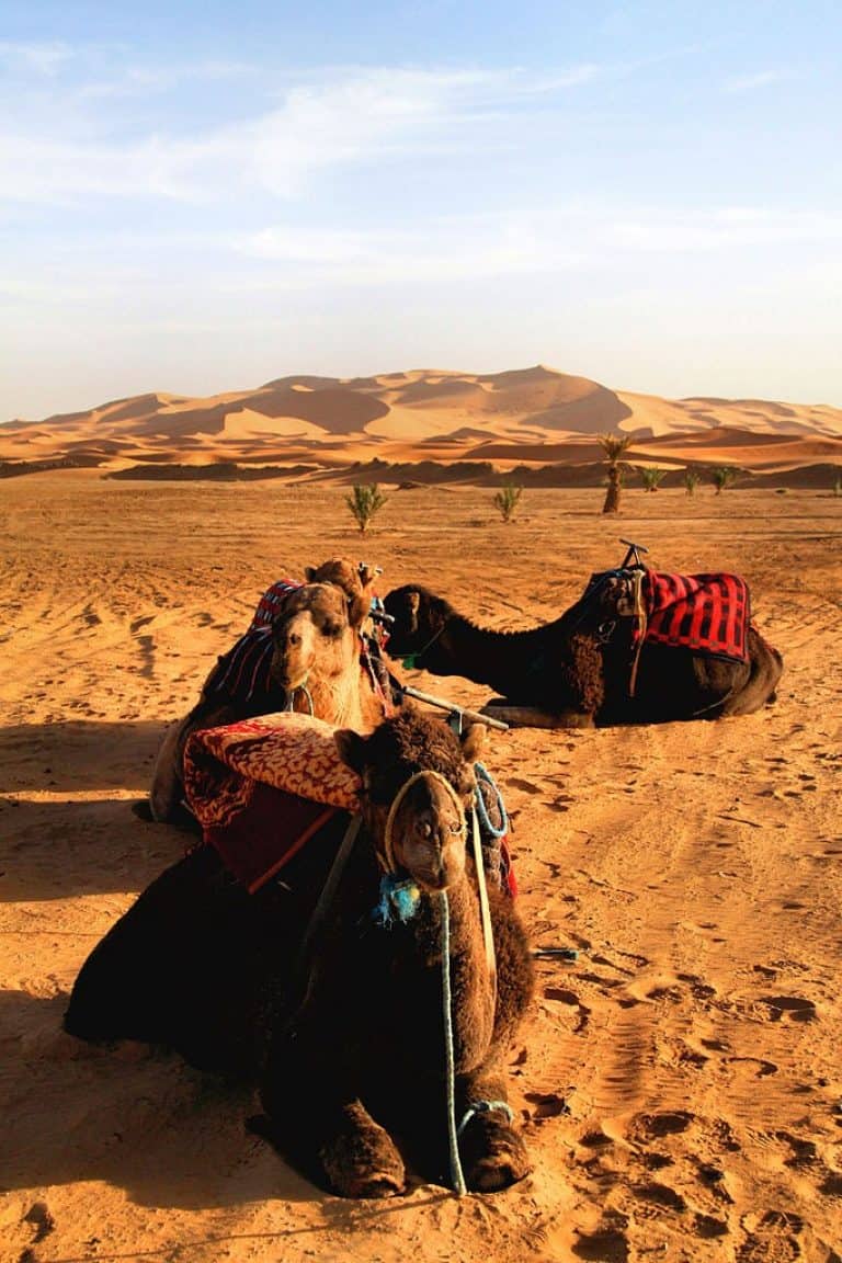 682px-Erg_Chebbi_Dunes_Camel_LL