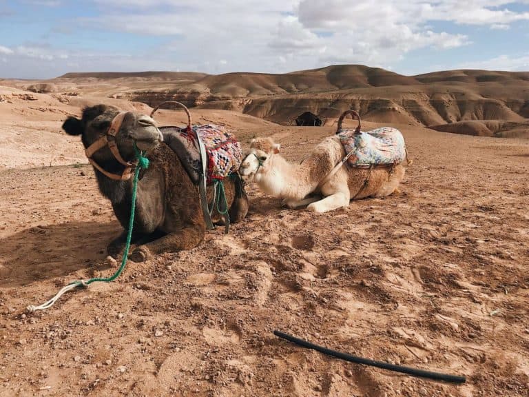 Agafay-camel-ride