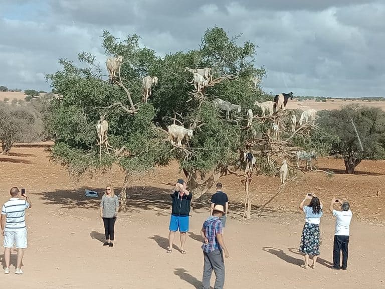 Essaouira_goath_argan_tree_