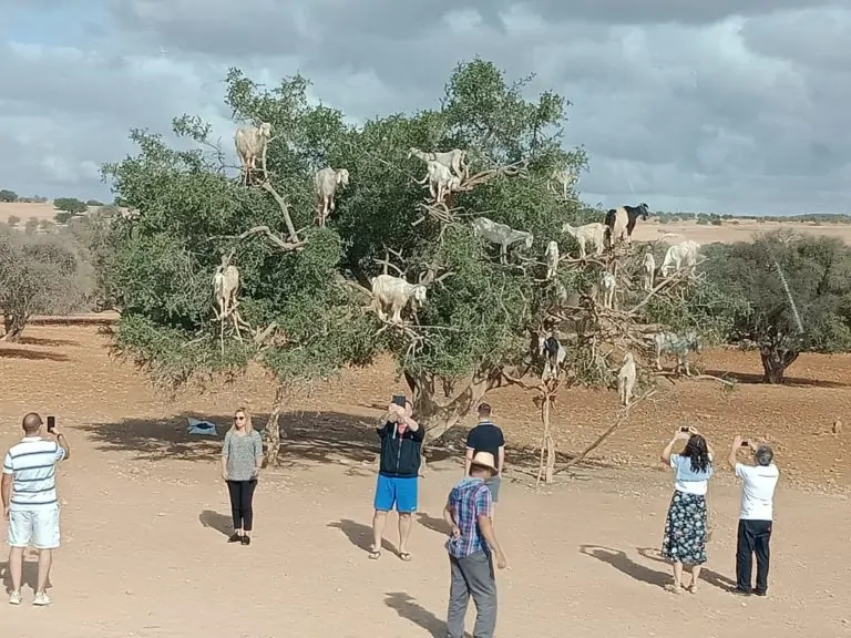 Essaouira_goath_argan_tree_