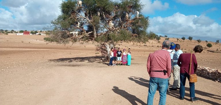 Essaouira_goath_argan_tree__