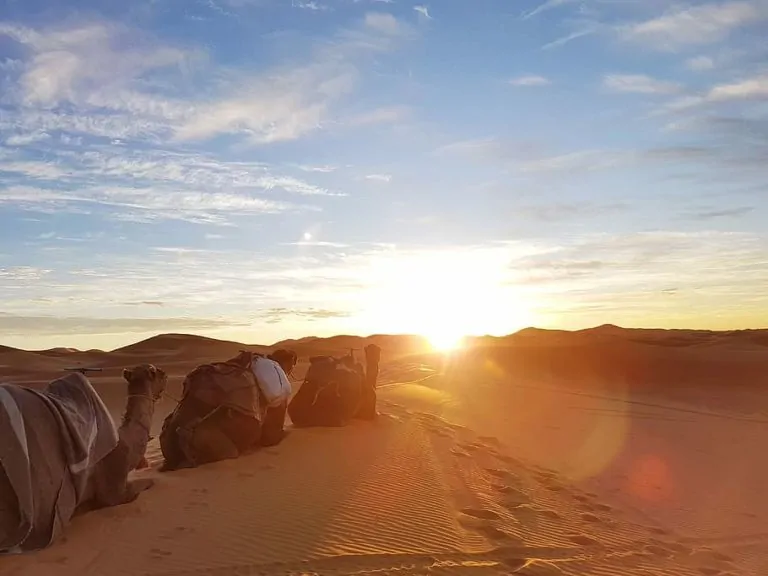 camel-animal-beach-sand