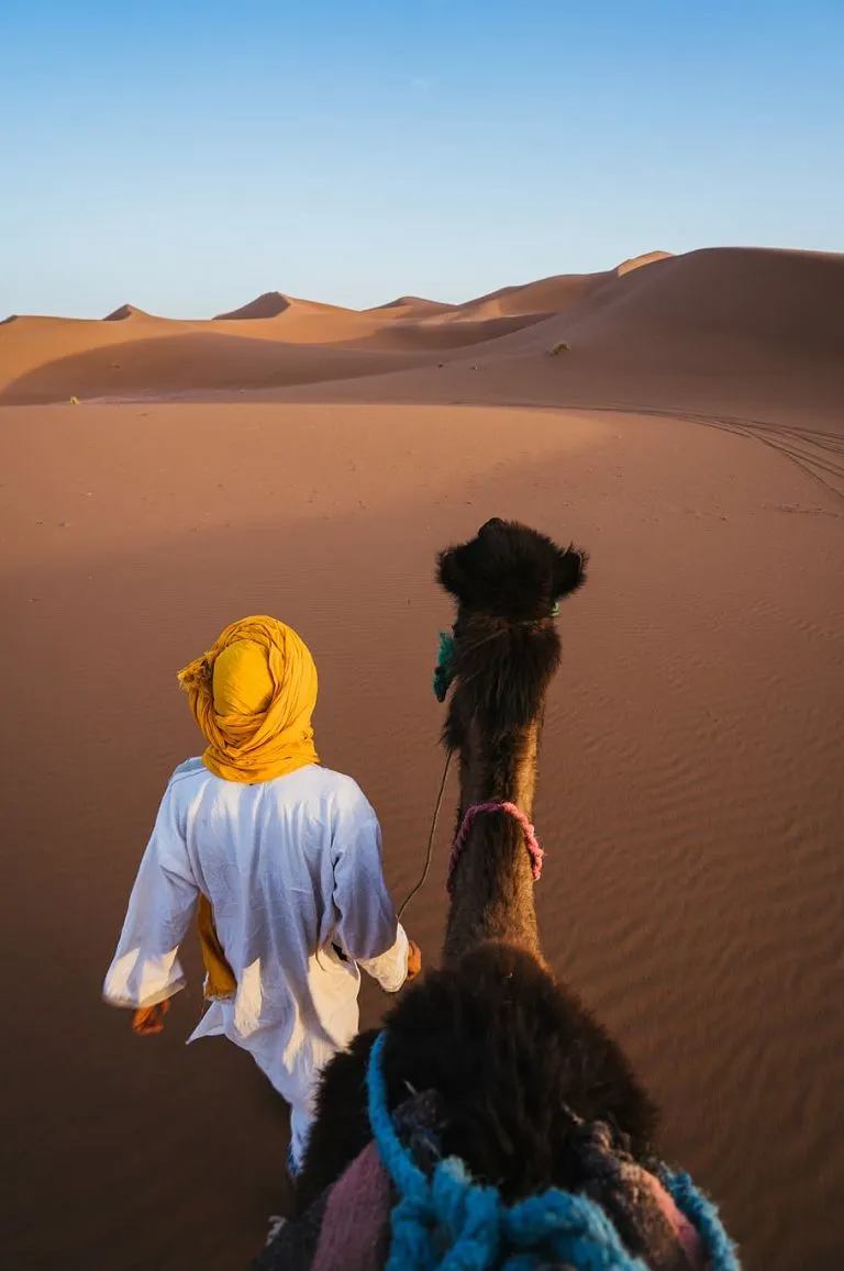 camel-desert-sand-morocco