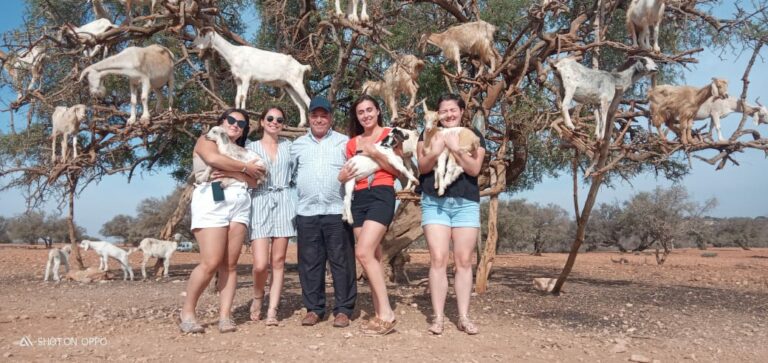 Agafay Desert One Day Trip Gino Tour Marrakech To Essaouira Goats On Argan Trees