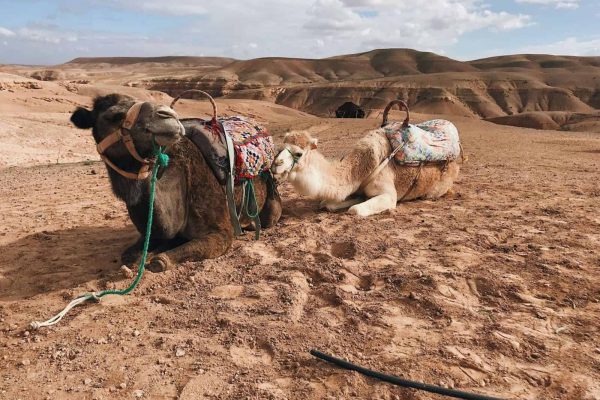 Agafay-camel-ride