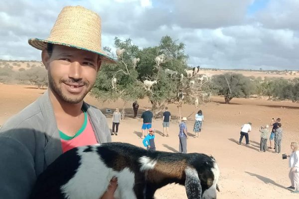 Essaouira_goath_argan_tree