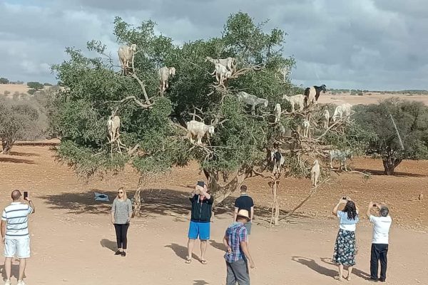 Essaouira_goath_argan_tree_