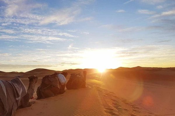 camel-animal-beach-sand