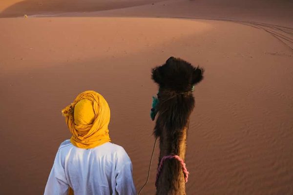 camel-desert-sand-morocco