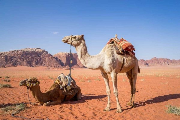 camel-wadi-rum-desert-travel