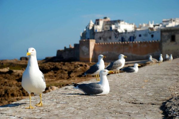 essaouira-1953633_1920