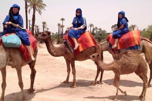 Half-Day Desert Quad & Dromedary Tour in Marrakech Palmeraie