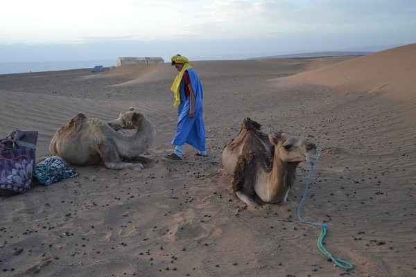 morocco-zagora-zagora-desert-camp-camels